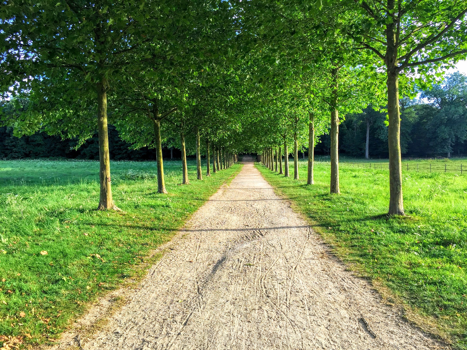 Path. Аллея деревьев. Аллея из деревьев. Тропинка в траве. Аллея из деревьев вдоль дороги.